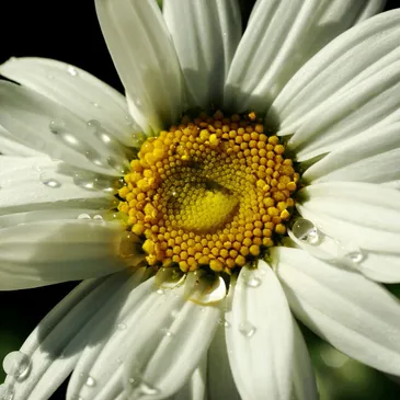 A close up of the center of a flower with water drops on it.